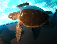 -Oliv-Bastardschildkröte 